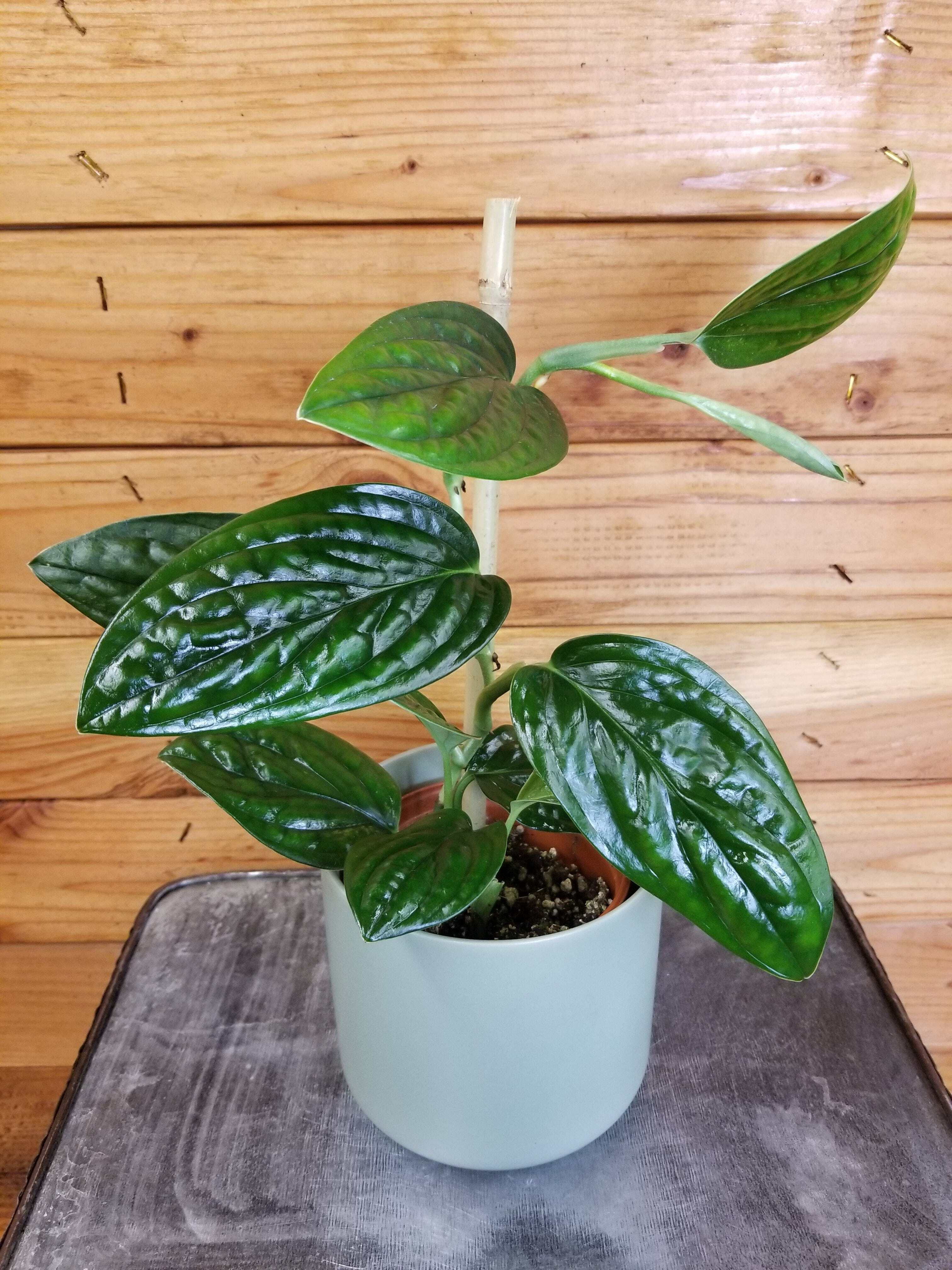 Monstera Karstenianum Peru, 4" Plant, The Plant Farm - Walmart.com
