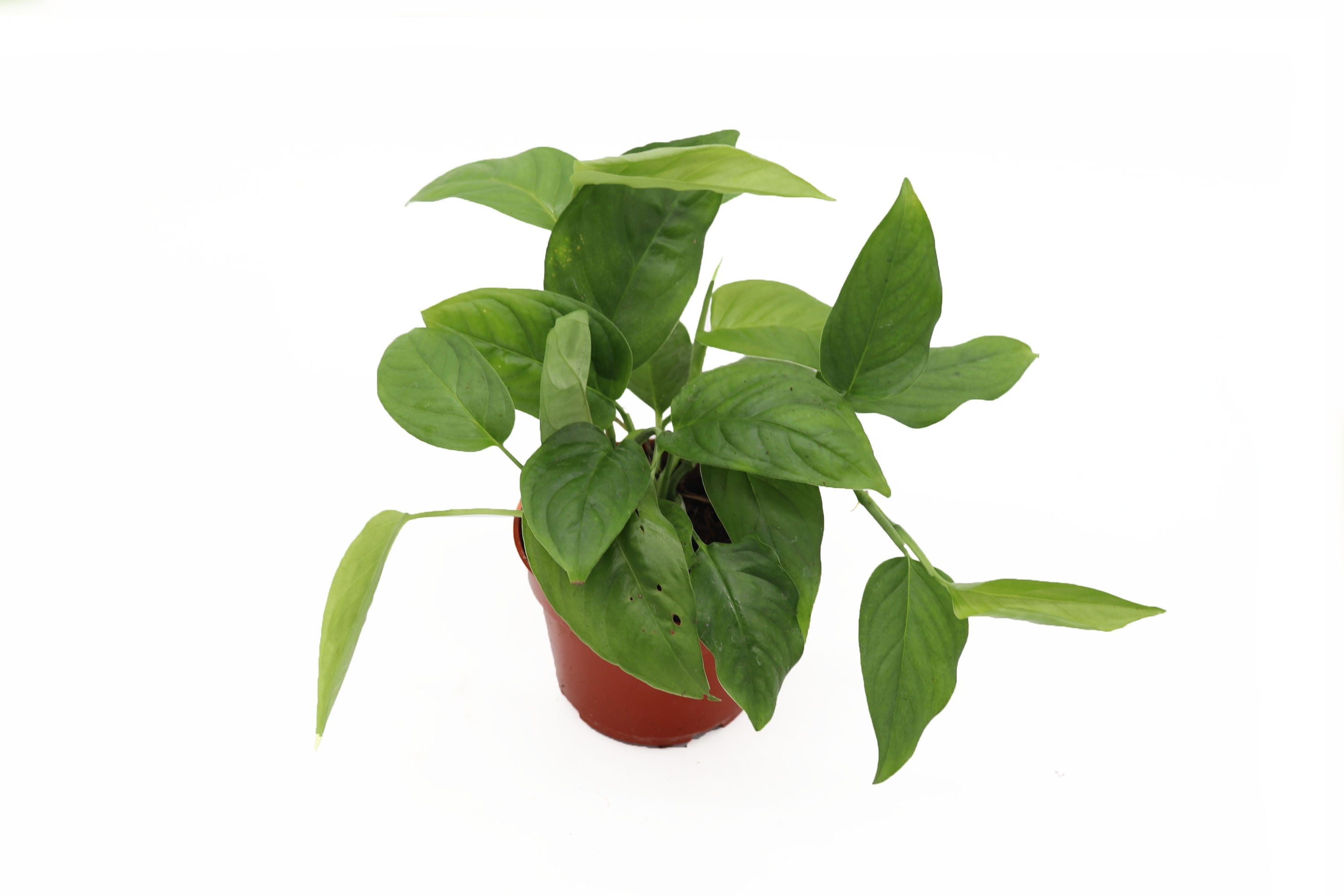 Monstera Laniata - 4'' from California Tropicals - Walmart.com