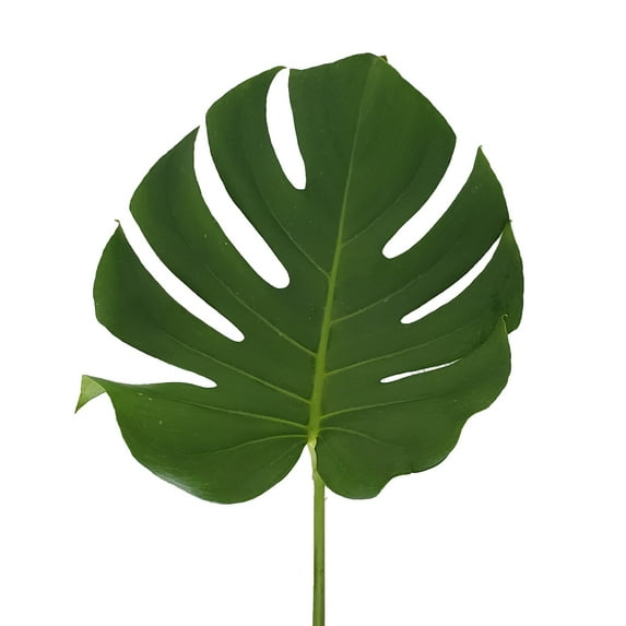 Monstera Leaves Med 10 in. - Fresh Cut - 150 Stems