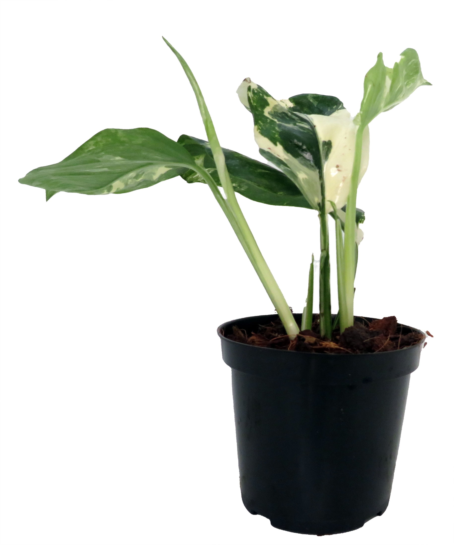 Monstera Lechleriana - Variegated - Large, Colorful, Easy to Grow Indoor  House Plant - 4" Pot - Walmart.com