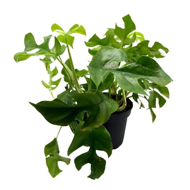 Monstera Minima, 6 inch, Philodendron Minima, Mini Monstera, Dwarf ...