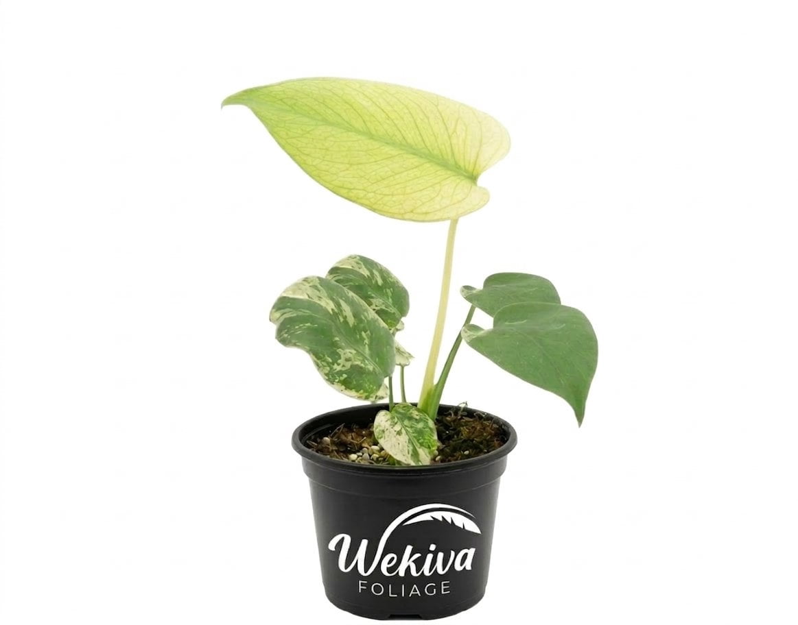 Monstera Mint - 1 Live Plant in a 4 Inch Pot - Monstera adansonii - Beautiful Elegant Trailing Lush Patio Plant