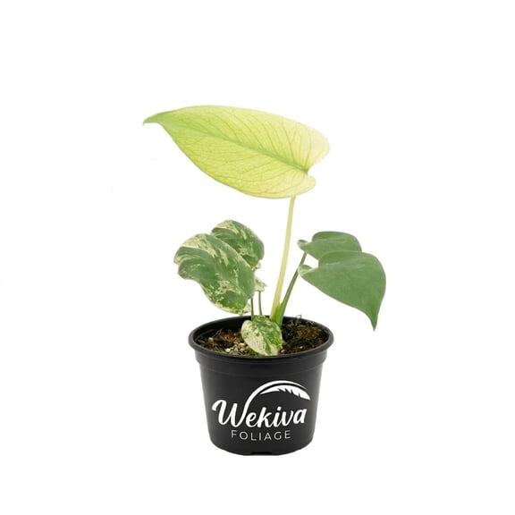 Monstera Mint - 1 Live Plant in a 4 Inch Pot - Monstera adansonii - Beautiful Elegant Trailing Lush Patio Plant