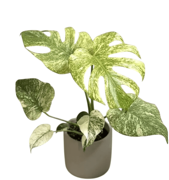 Monstera Mint Live Plant, Mint Variegated Monstera Plant, Rare Tropical Monstera for Garden 4 to 6 Inc Tall