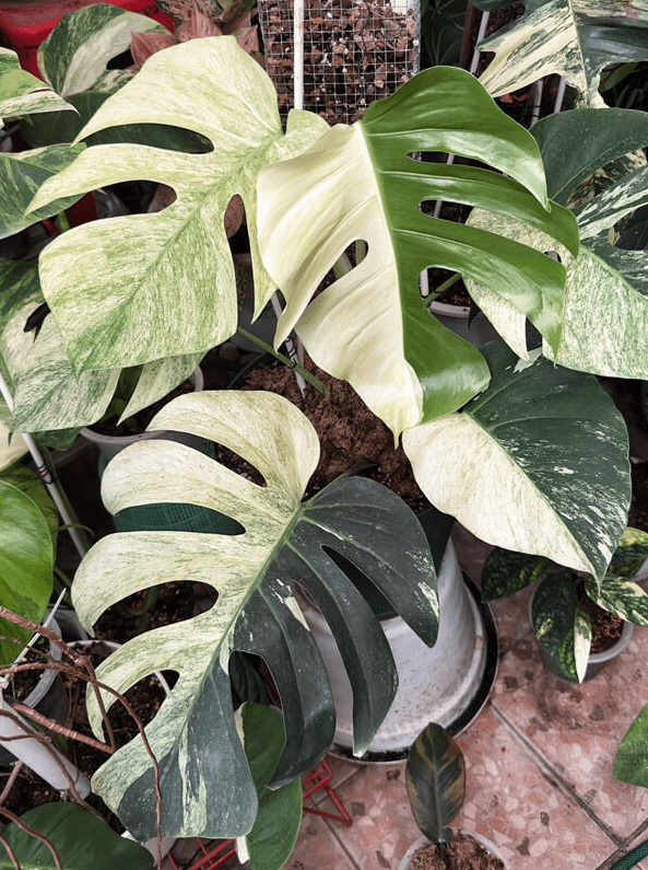Monstera Mint Live Plant for Planting, Rare Variegated Houseplant for Home or Office, 5-8" Tall Tropical Indoor Plant