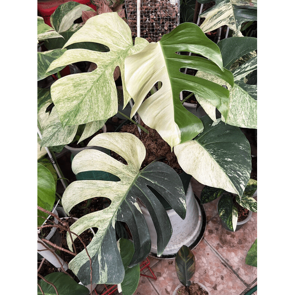 Monstera Mint Live Plant for Planting, Rare Variegated Houseplant for Home or Office, 5-8" Tall Tropical Indoor Plant