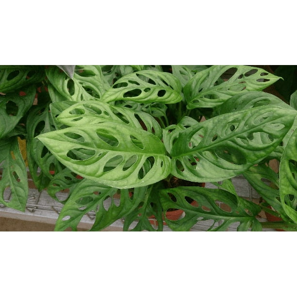 Monstera Oblique Expilata plant in 3.5 inch Size Pots/Tropical plant