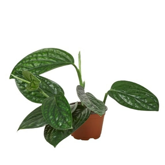 Monstera 'Peru', 2" Pot, Indoor Houseplant, Easy Care, Live Plant for Indoor & Outdoor