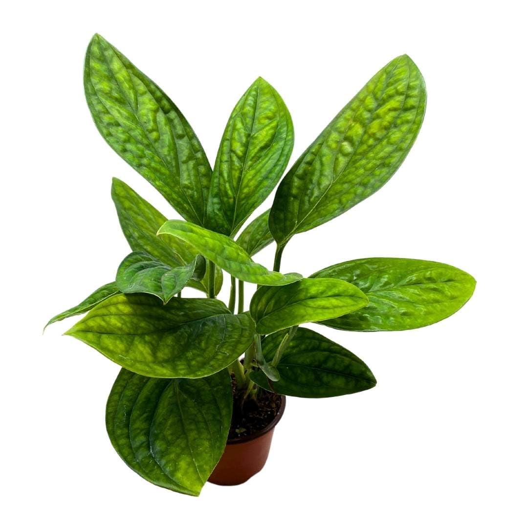 Monstera Peru, 4 inch, Monstera Karstenianum, Marble Planet Philodendron, Epipremnum pinnatum