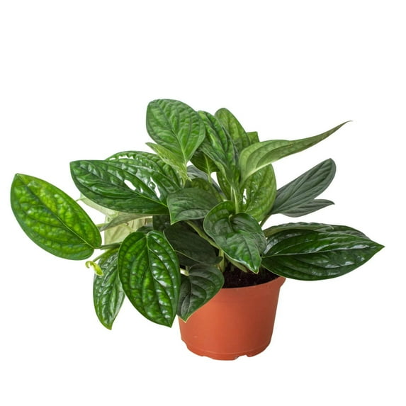 Monstera 'Peru', 6" Pot, Indoor Houseplant, Easy Care, Live Plant for Indoor & Outdoor