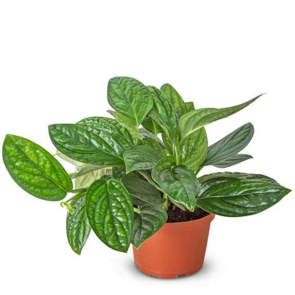 Monstera Peru Live Plant for Indoor | Different Houseplants in 4'' & 6'' Pot | Real House Plant for Living Room, Office, Desk & Bathroom | Peru