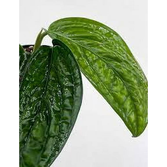 Monstera Peru Philodendron - Monstera karstenianum - 4" Pot