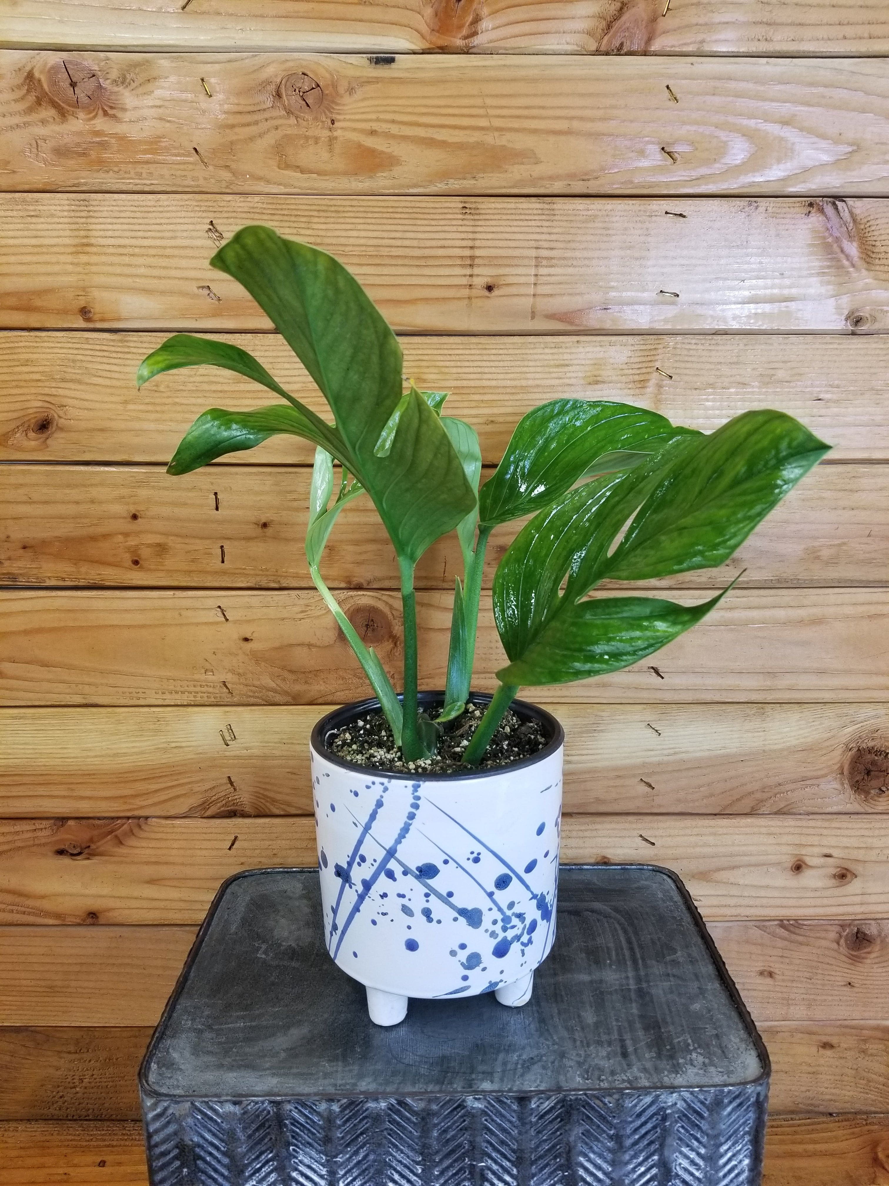 Monstera Pinnatipartita, 6" Plant, The Plant Farm - Walmart.com