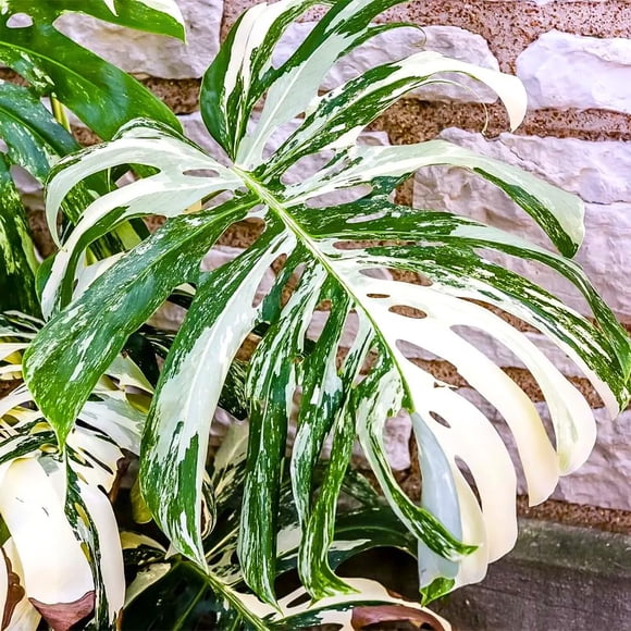 Monstera Plant Live, Rare Tropical Monstera Well Rooted, Live Philodendron Indoor Houseplant 4-8 Inches Ready to Grow (Variegated White Monstera)