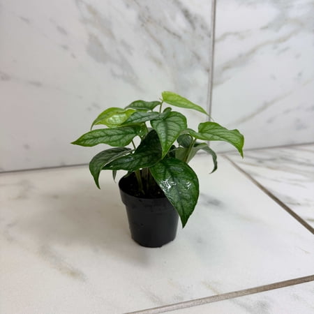 Monstera Siltepecana, 2" Plant, The Plant Farm