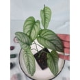 Monstera Siltepecana El Salvador 4" pot, ships nationwide