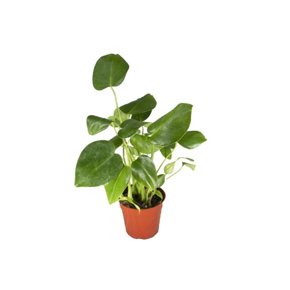 Monstera Split Leaf - 4" from California Tropicals