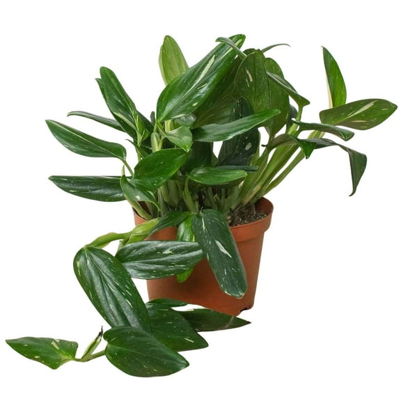 Monstera Standeleyana Albo Variegated Live Plant for Indoor | Different Houseplants in 4'' & 6'' Pot | Real House Plant for Living Room, Office, Desk & Bathroom | Five Holes