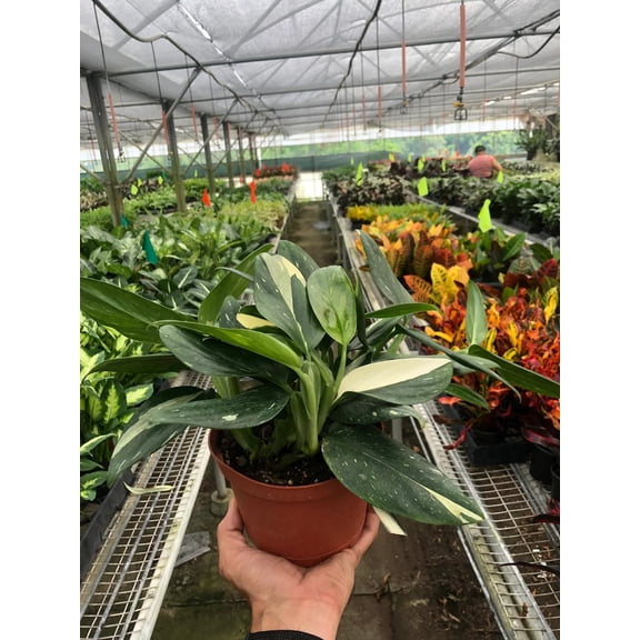 Monstera Standleyana 'Albo Variegata' - Live Air-Purifying Indoor Plant in Nursery Pot – Easy Care, Low Maintenance Houseplant for Home & Office Decor, Natural Air Cleaner, Best for Beginners (6"Pot)