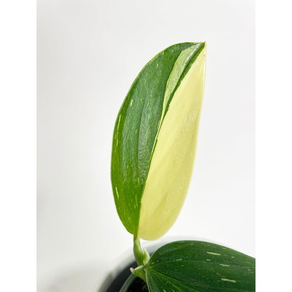 Bumble Plants Monstera Standleyana 'Albo Variegata' - Full Live Colorful Houseplant in Nursery Pot, Easy Care, Indoor Plant for Beginners
