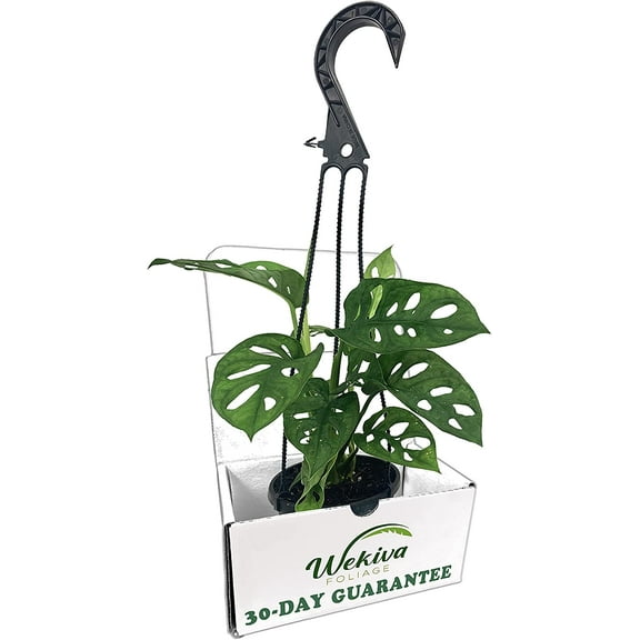 Monstera Swiss Cheese Plant Hanging Basket - Live Plant in a 4 Inch Hanging Pot - Monstera Adansonii - Beautiful Easy to Grow Air Purifying Indoor Plant