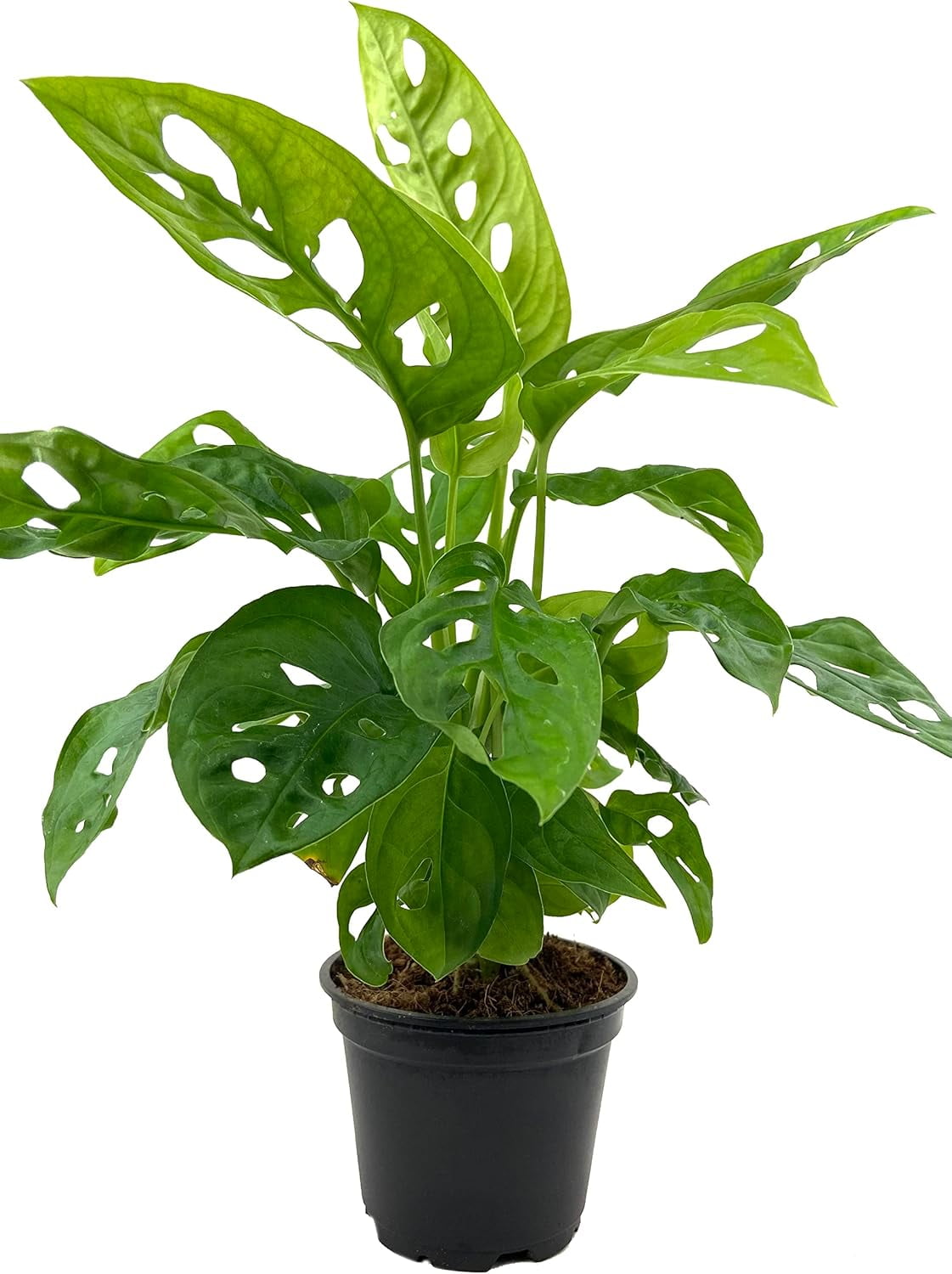 Monstera Deliciosa Swiss Cheese Plant