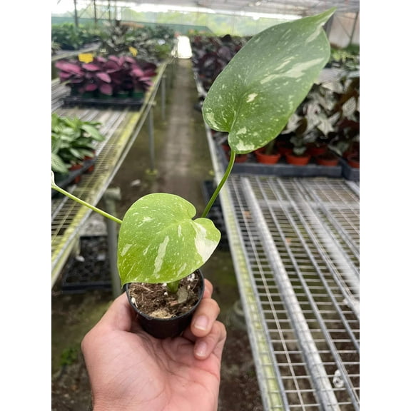 Monstera 'Thai Constellation', 2" Pot, Indoor Houseplant, Easy Care, Live Plant for Indoor & Outdoor