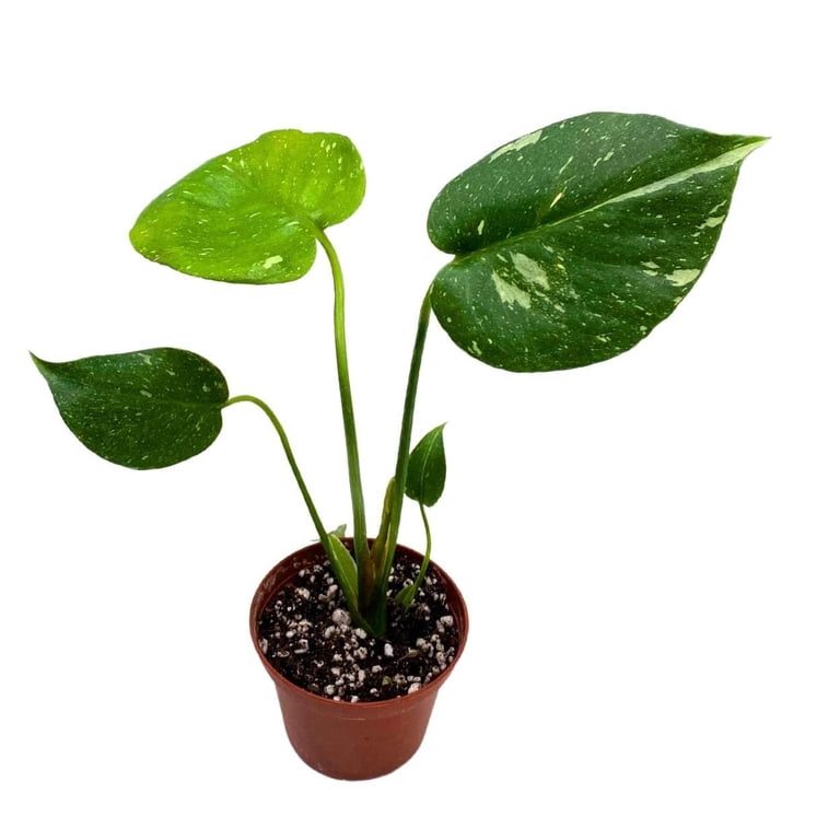 Monstera Thai Constellation, Rare 3 inch Variegated Houseplant, Grown and  Planted in USA - Walmart.com