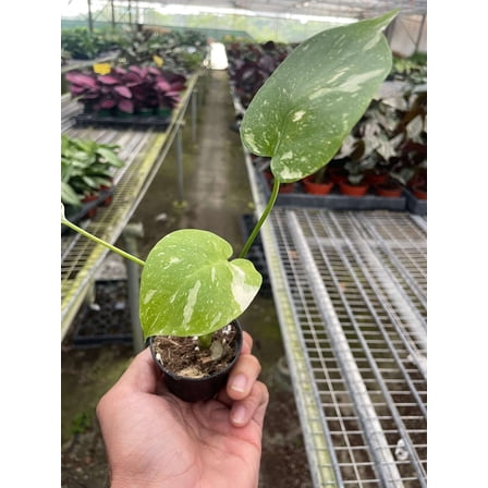 Monstera Thai Constellation Live Plant for Indoor | Different Houseplants in 4'' & 6'' Pot | Real House Plant for Living Room, Office, Desk & Bathroom | Thai Constellation