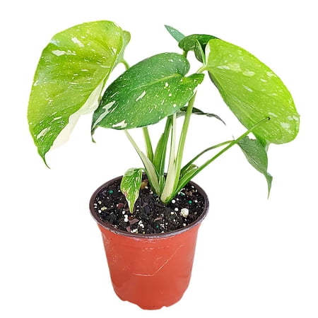 Tropical Plants of Florida 10" Boston Fern Hanging Basket 32" to 34" Wide; Bright, Indirect Sunlight, Large Hanging Plant with Metal Hanger