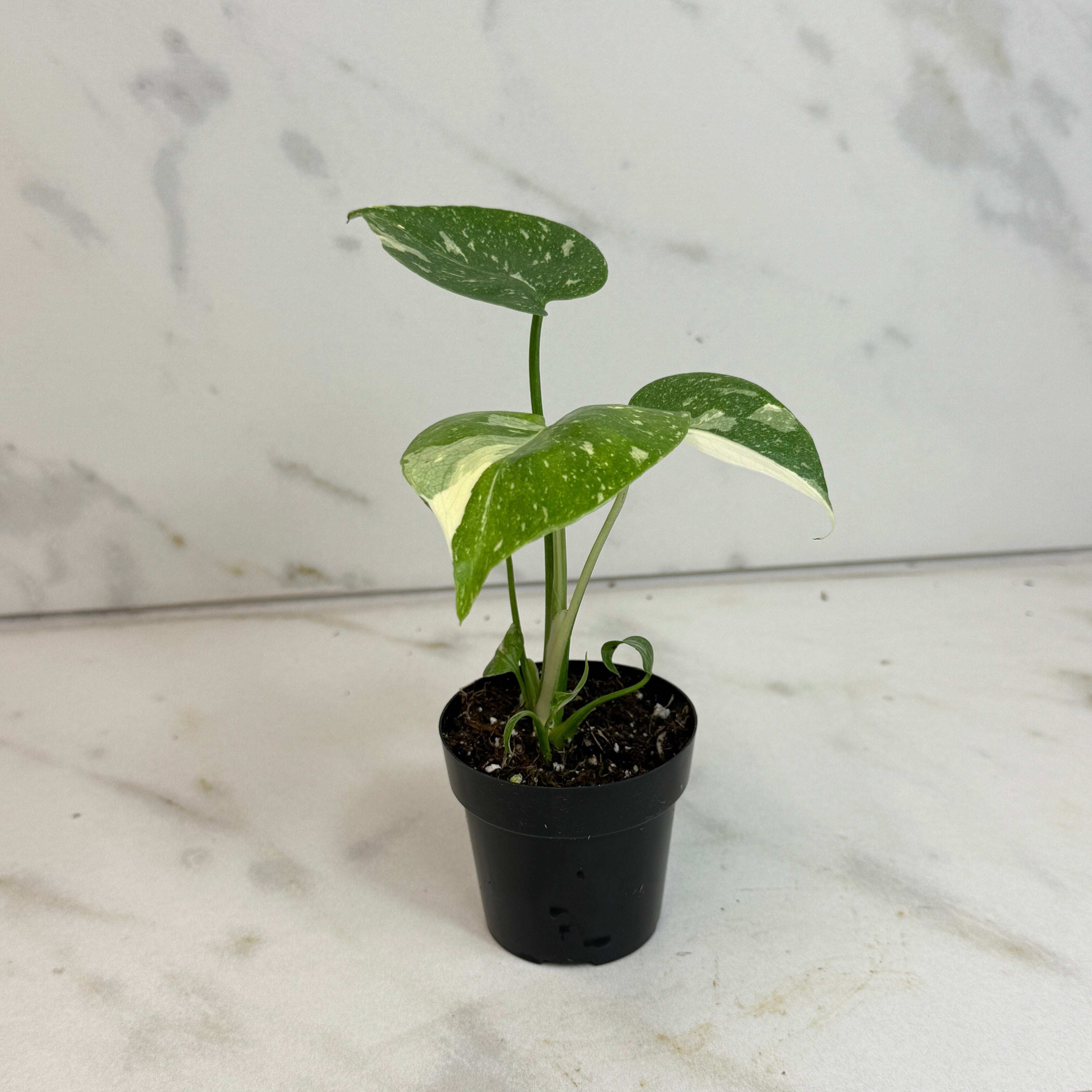philodendron brunneicaule Philodendron Brasil  Hey Rooted