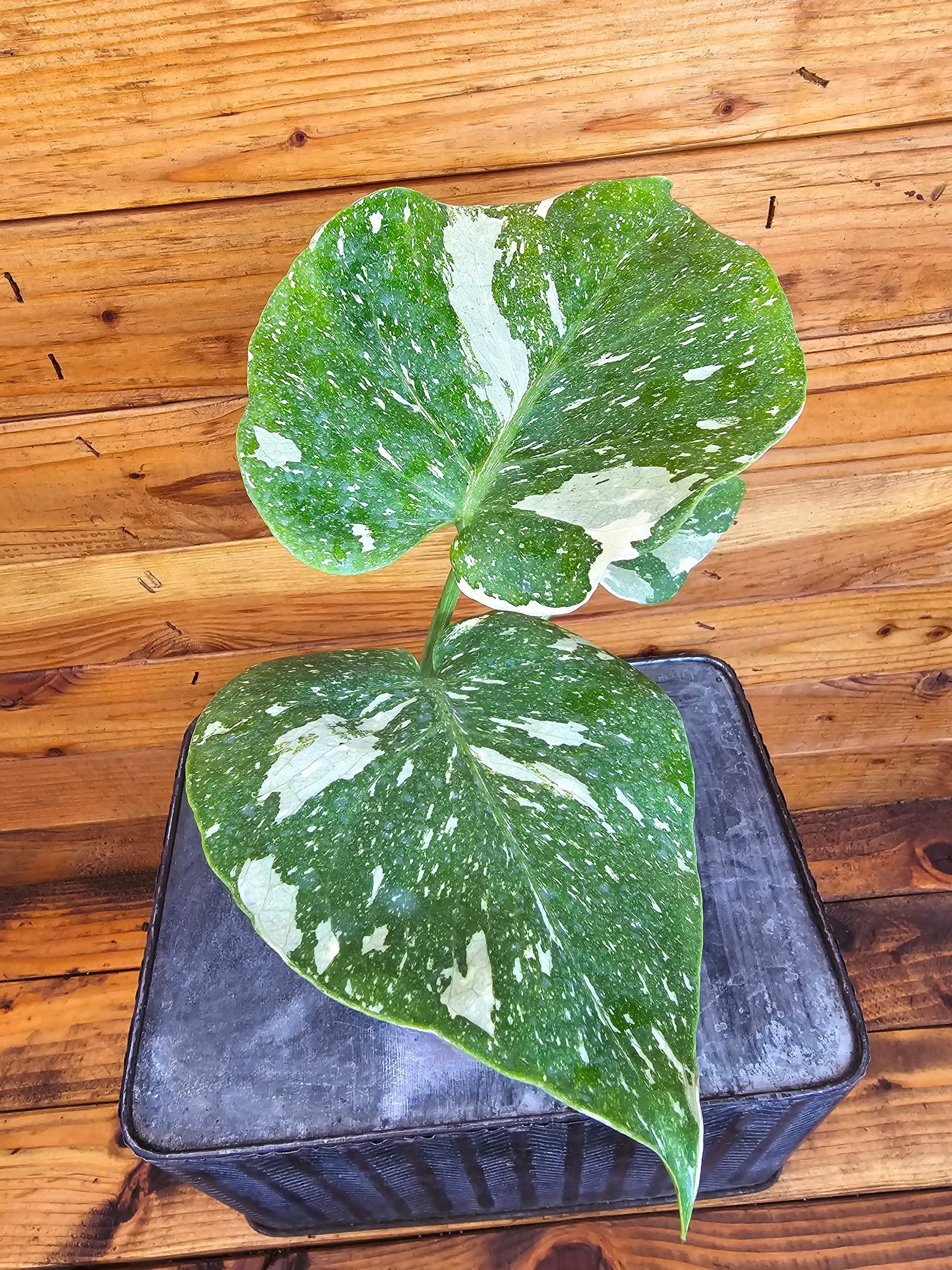 Monstera Thai Constellation TC, 4” Plant, The Plant Farm