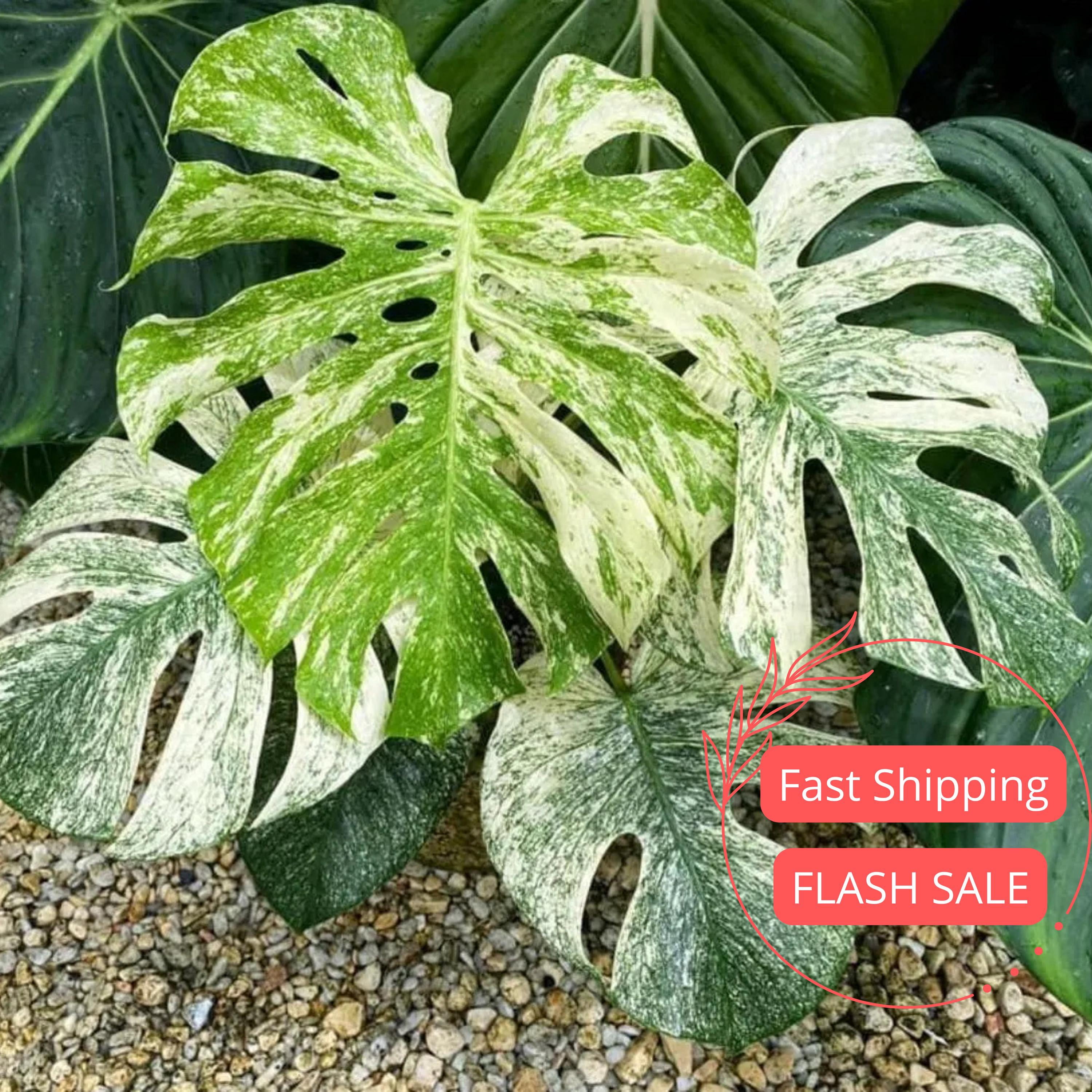 Monstera White Monster Live Plant | White Monstera Starter Plants SALE |  Rare Leaf House Plant | Houseplants for Indoor Outdoor Garden Albo -  Walmart.com