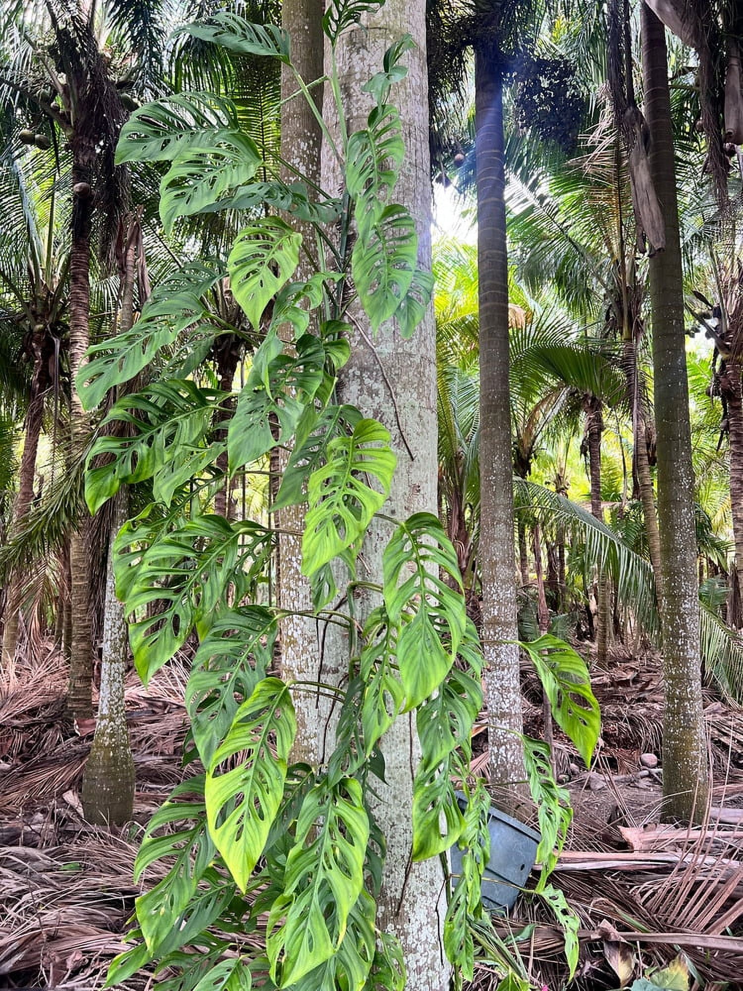 Monstera adansonii, Swiss cheese vine