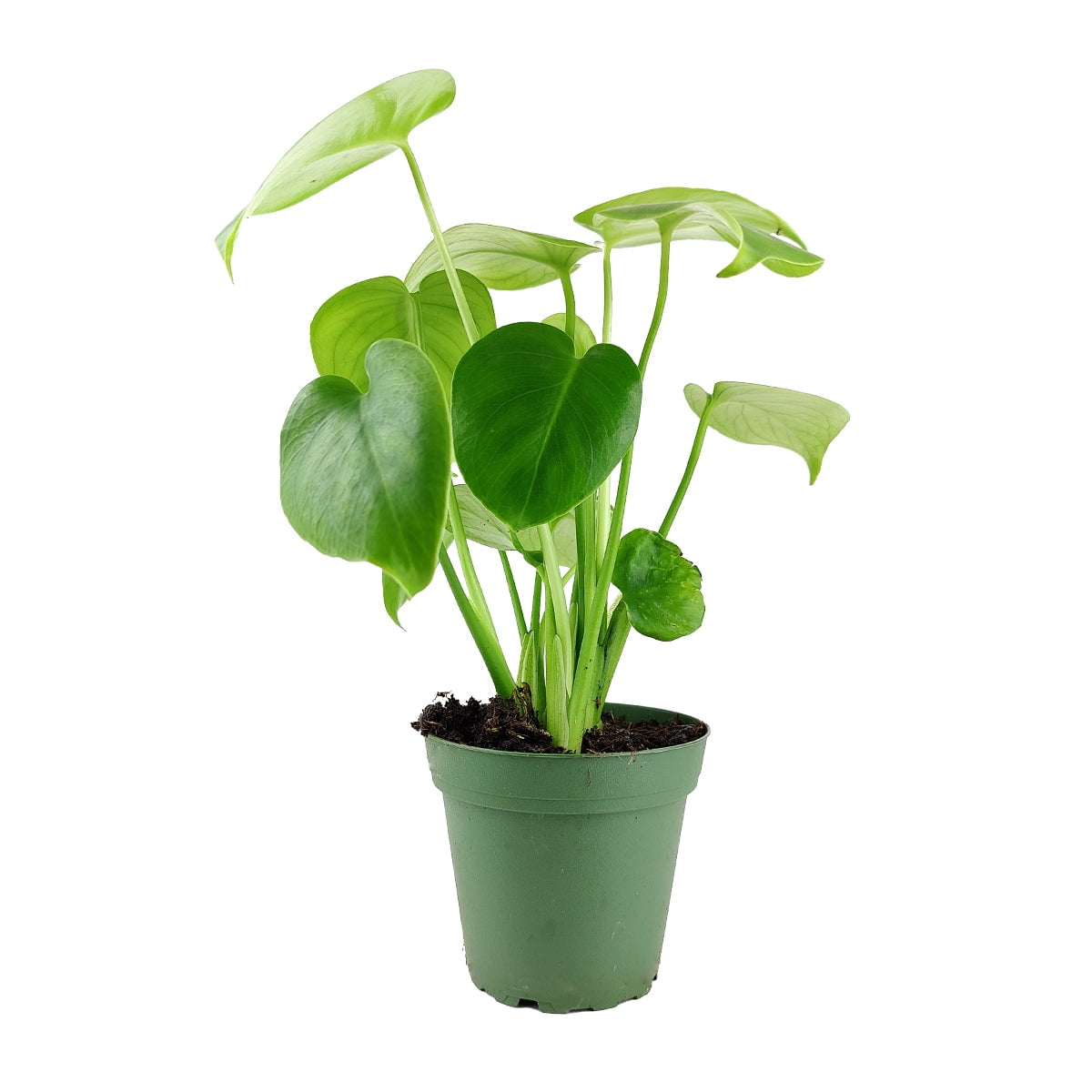 Monstera deliciosa Swiss Cheese (4" Grower Pot) Air purifying
