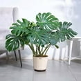 thumbnail image 1 of RedCrocus Swiss Cheese Plant Monstera deliciosa Indoor Tropical Plant Large Foliage Bright Indirect Light Easy Care Pet Warning  6" Pot, 1 of 13