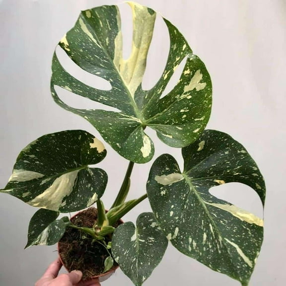 Monstera deliciosa-Thai Constellation-Beautiful indoor plant 7 Gallon