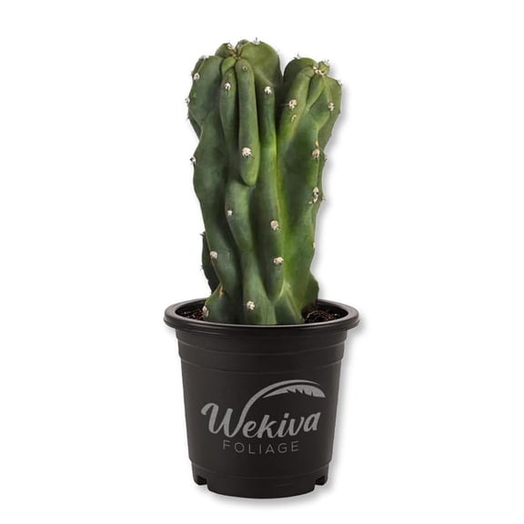 Monstrose Apple Cactus - 1 Live Plant in a 4 Inch Pot - Cereus Peruvianus - Dramatic Sculptural Bumpy Spiral Desert Cactus