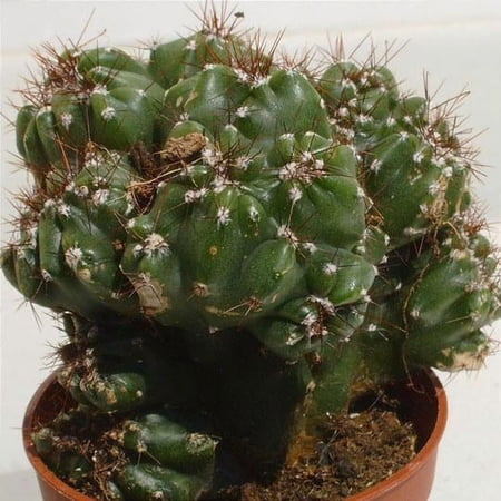 RedCrocus Monstrose Apple Cactus- Unique Contorted Succulent Plant for Sunlit Indoor & Outdoor Spaces- Drought Tolerant and Easy Care 10" Pot