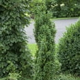 thumbnail image 1 of Mont Bruno Boxwood Bush Potted Broadleaf Evergreen Shrub, in a 2.25 Gal. Pot, 1 of 5