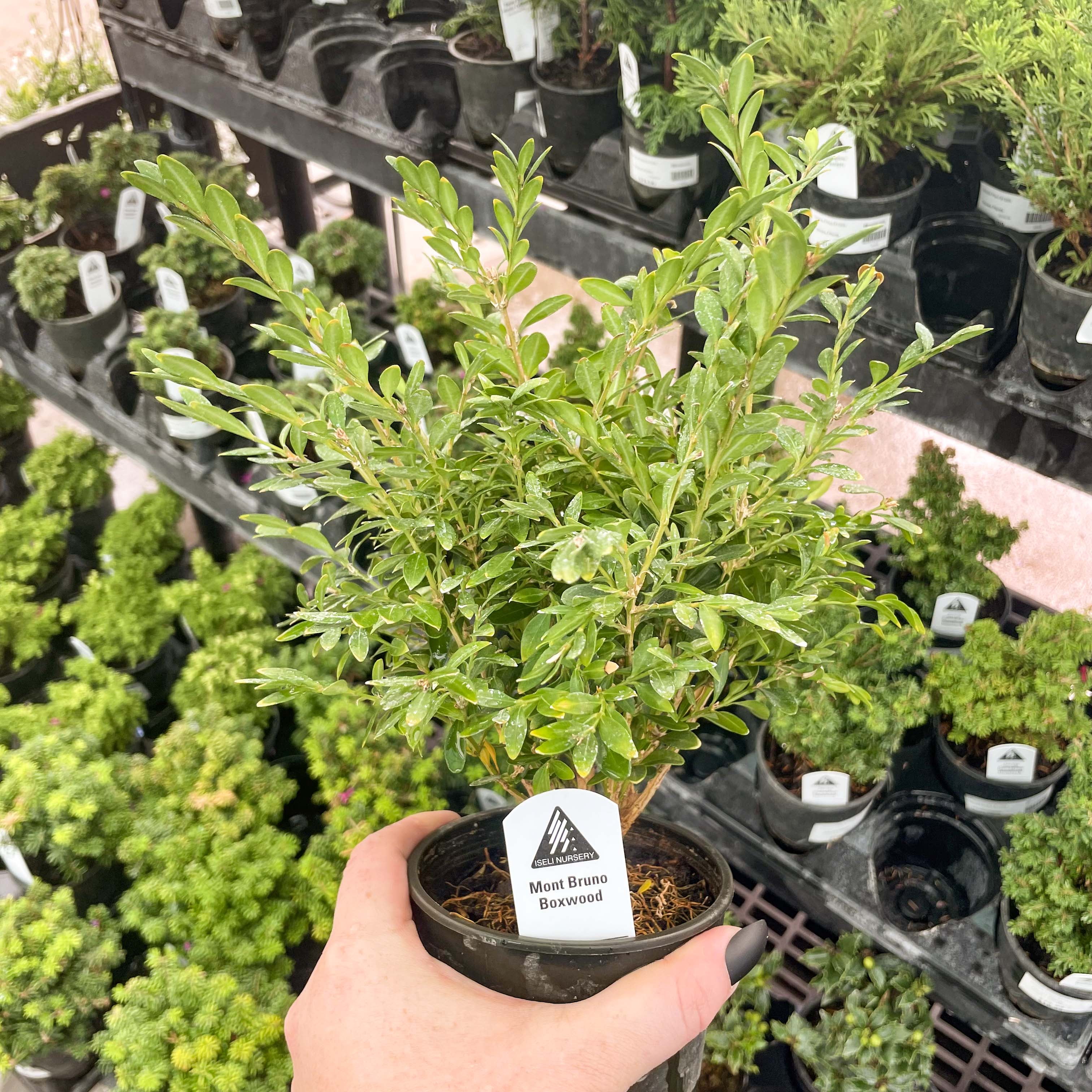 bio bambus zahnbrste nano. Bambus. | 20.000 Borsten | weich