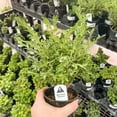 thumbnail image 1 of Mont Bruno Boxwood - Live Bonsai Starter Plant - 4" Growers Pot, 1 of 1