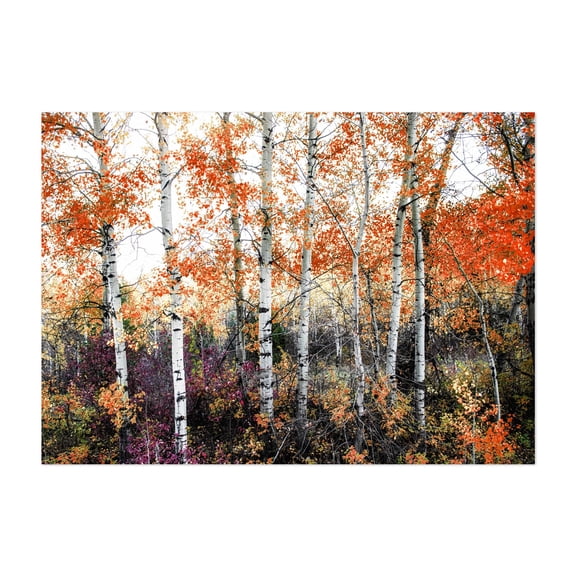 Montana Aspens - Photography Autumn Forest Nature Woodland Scenic Botanical Woods Unframed Wall Art Print 8 x 12 inches
