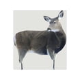 thumbnail image 1 of Montana Decoy Miss Muley Deer Decoy, 1 of 4