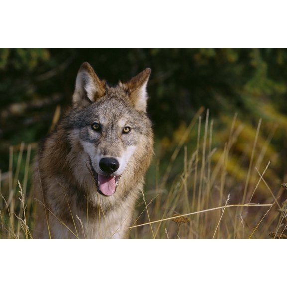 Montana Flathead National Forest Gray Wolf (Canis Lupus) Looks Into Camera Canvas Art - John Hyde Design Pics (19 x 12)
