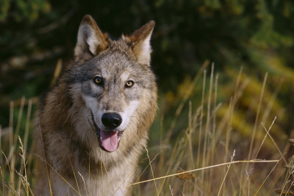 Montana Flathead National Forest Gray Wolf (Canis Lupus) Looks Into Camera Canvas Art - John Hyde Design Pics (38 x 24)