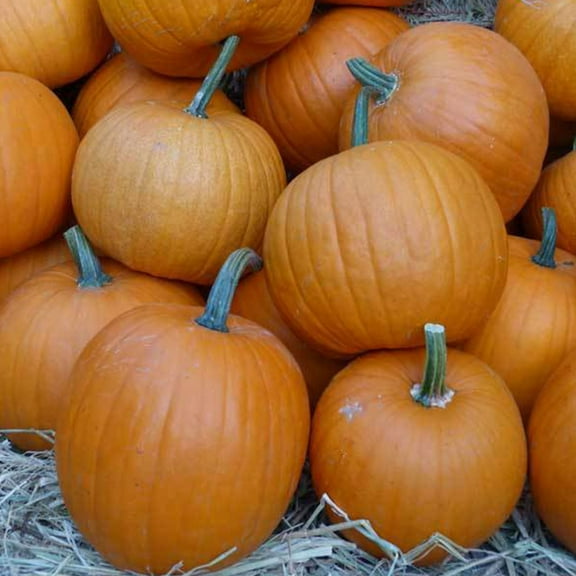 Montana Jack Pumpkin Seeds - 1 OZ Bulk ~112 Seeds - Heirloom, Open Pollinated, Non-GMO, Farm & Vegetable Gardening Seeds