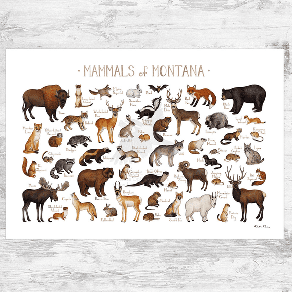 Montana Mammals Field Guide Wildlife Poster , Poster Print Only
