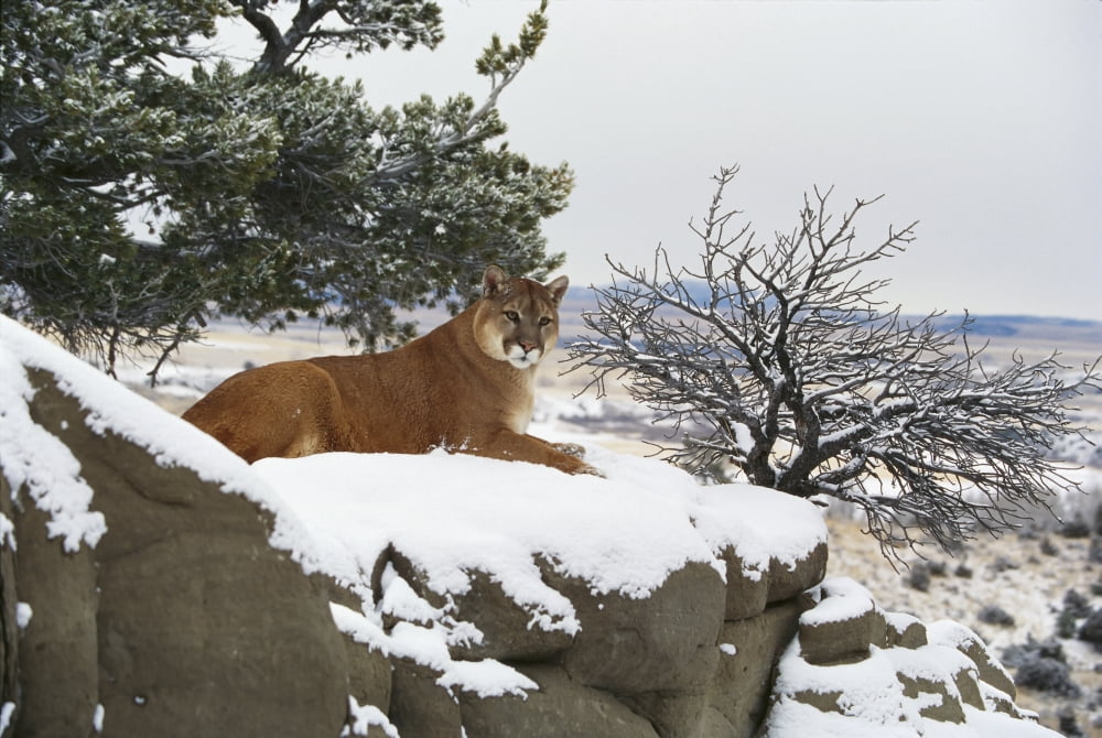 Montana Mountain Lion (Felis Concolor) Resting In Day Bed Winter Snow A52G Canvas Art - John Hyde Design Pics (36 x 24)
