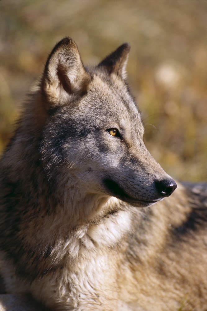 Montana Portrait Shot Side View Of Gray Wolf In Field Of Dry Grass Canvas Art - John Hyde Design Pics (12 x 19)